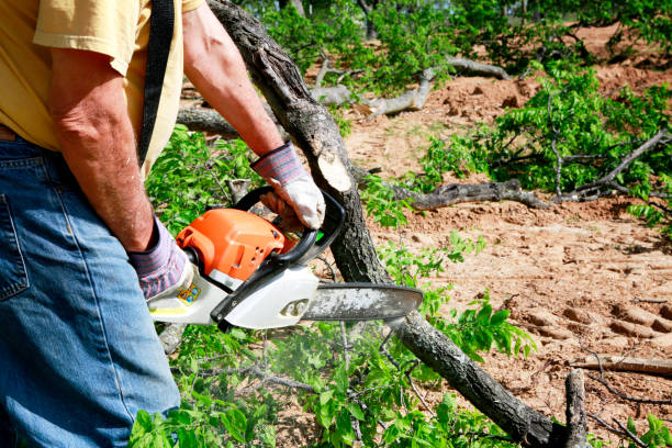 Miller, SD Tree Service Company